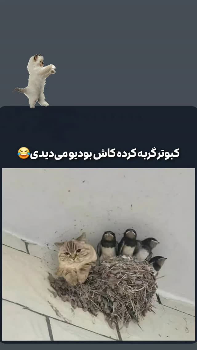  جدید ترین استوری اینستاگرام مهدی داوودی