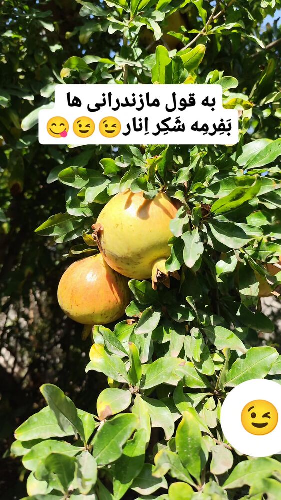  جدید ترین استوری اینستاگرام مهدیار کلائی