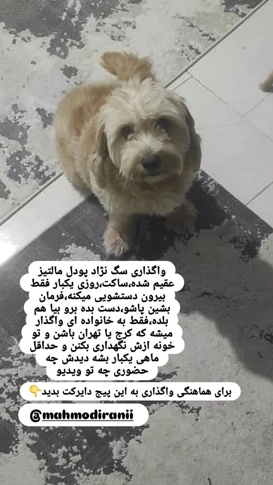 جدید ترین استوری اینستاگرام محمود ایرانی