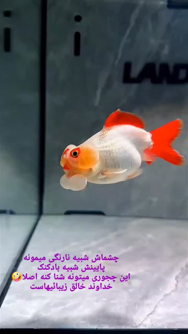  جدید ترین استوری اینستاگرام محمود ایرانی