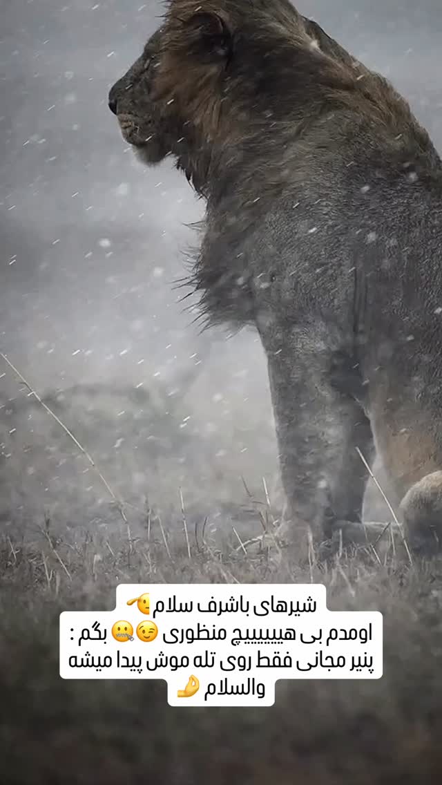  جدید ترین استوری اینستاگرام مجید خراطها