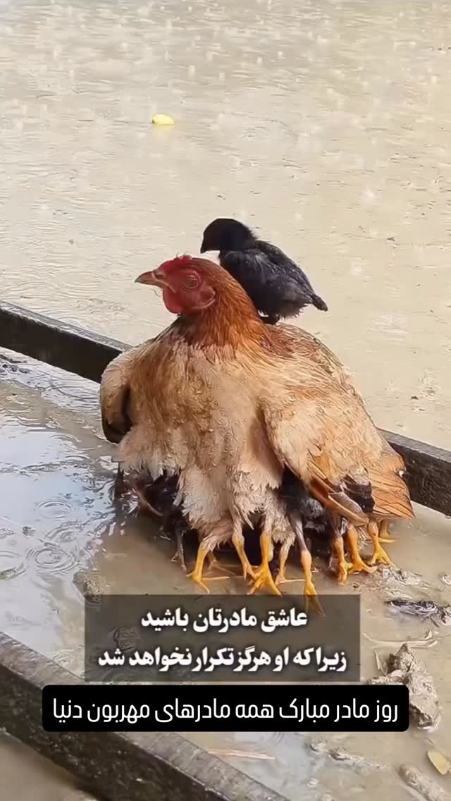  جدید ترین استوری اینستاگرام مجید خراطها
