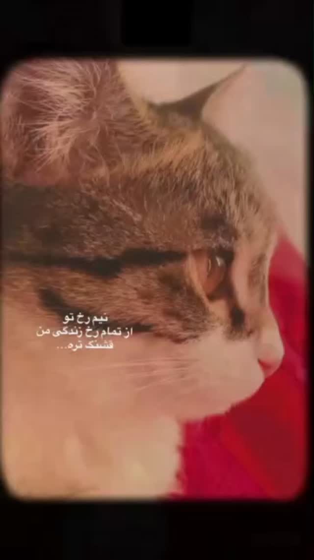  جدید ترین استوری اینستاگرام مجید سعیدی
