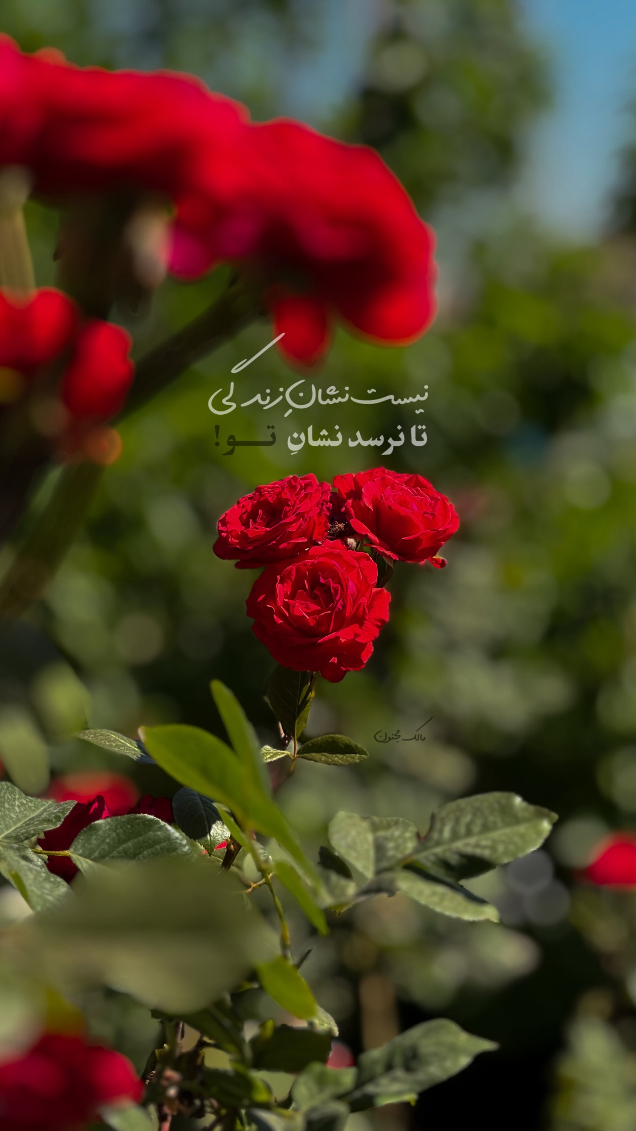  جدید ترین استوری اینستاگرام مالک مجنون