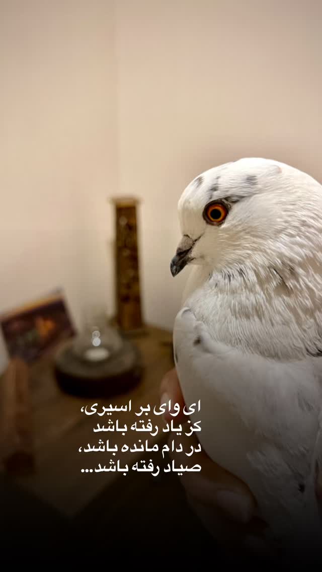  جدید ترین استوری اینستاگرام منصوره معتمدی