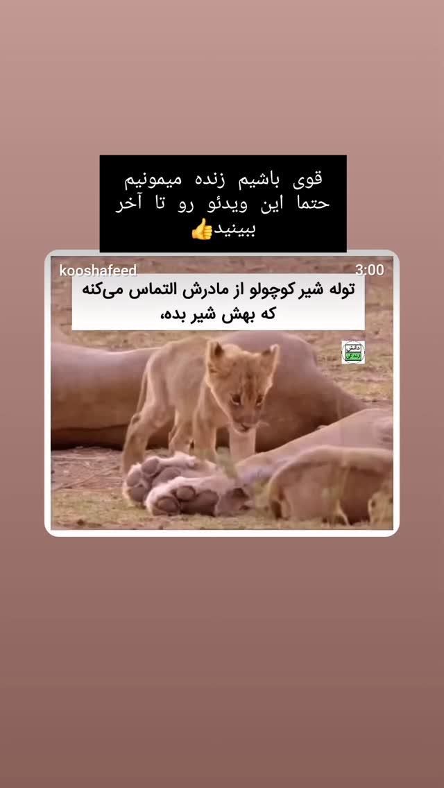  جدید ترین استوری اینستاگرام مرجان گلچین