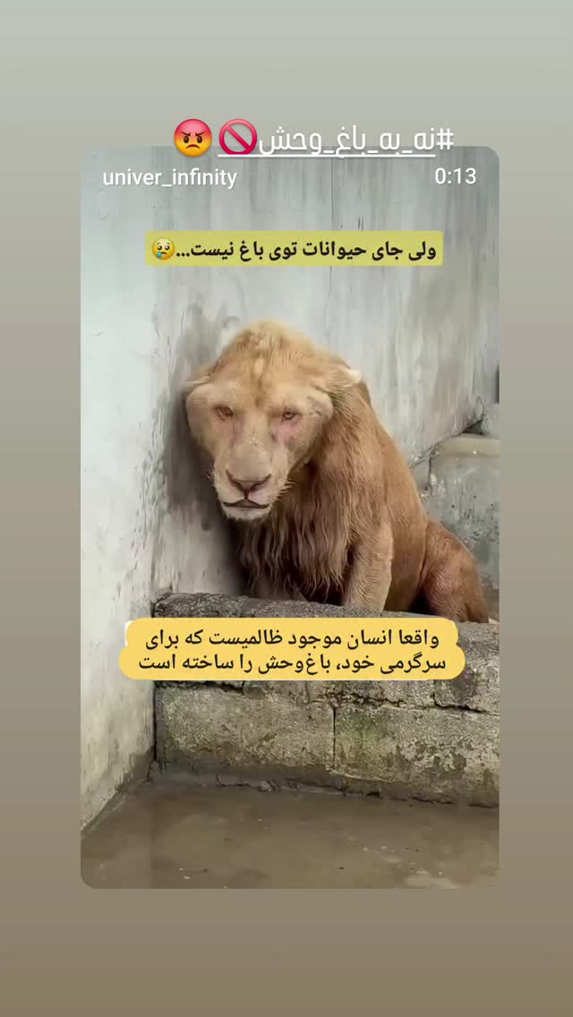  جدید ترین استوری اینستاگرام مرجان گلچین