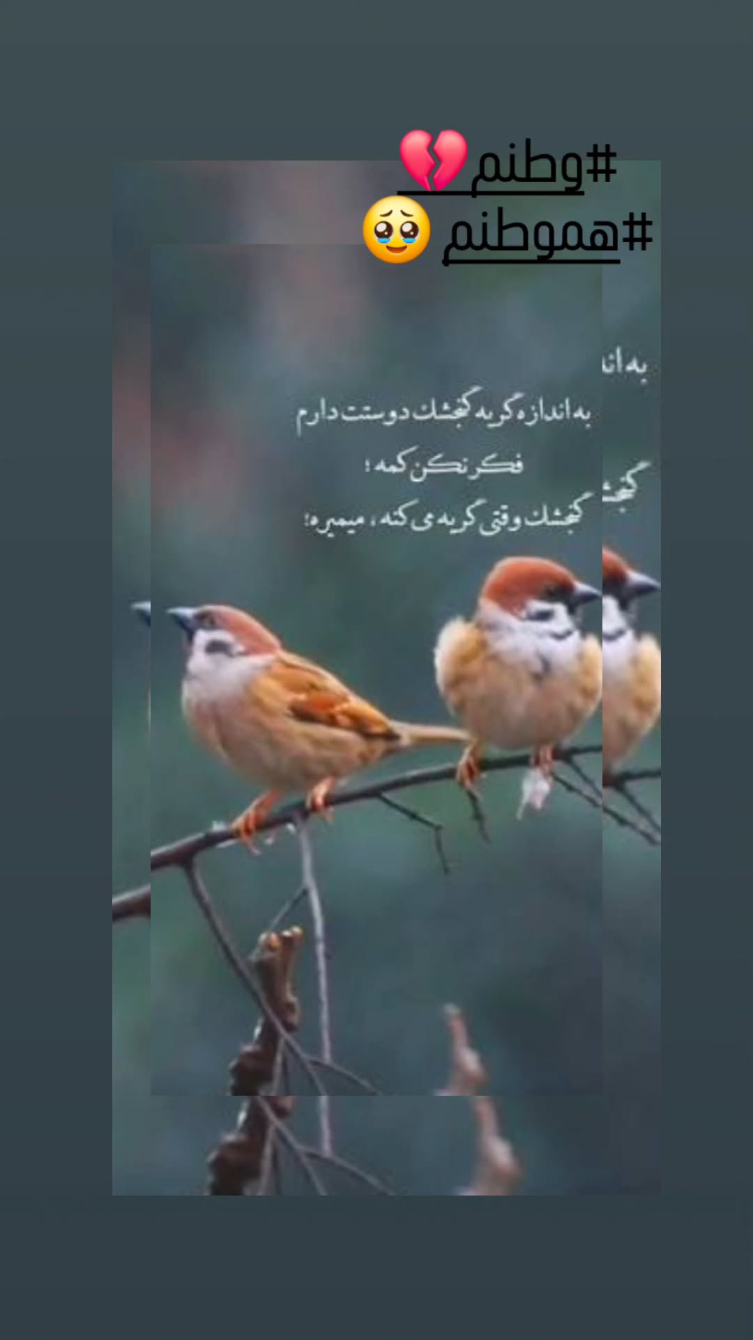  جدید ترین استوری اینستاگرام مرجان گلچین