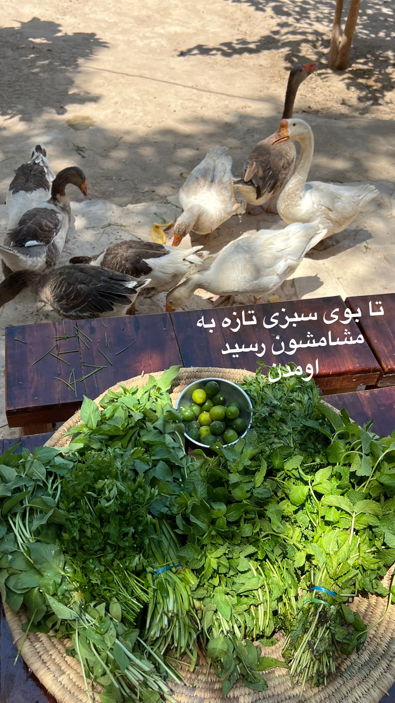  جدید ترین استوری اینستاگرام مرجان ماهینی