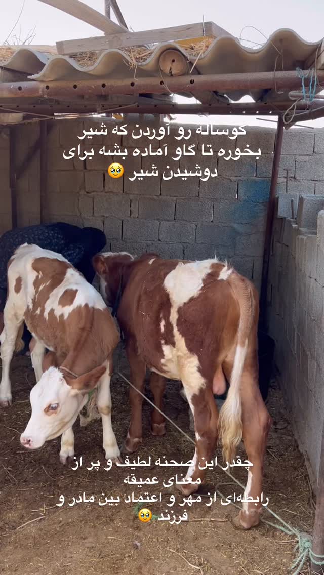  جدید ترین استوری اینستاگرام مرجان ماهینی