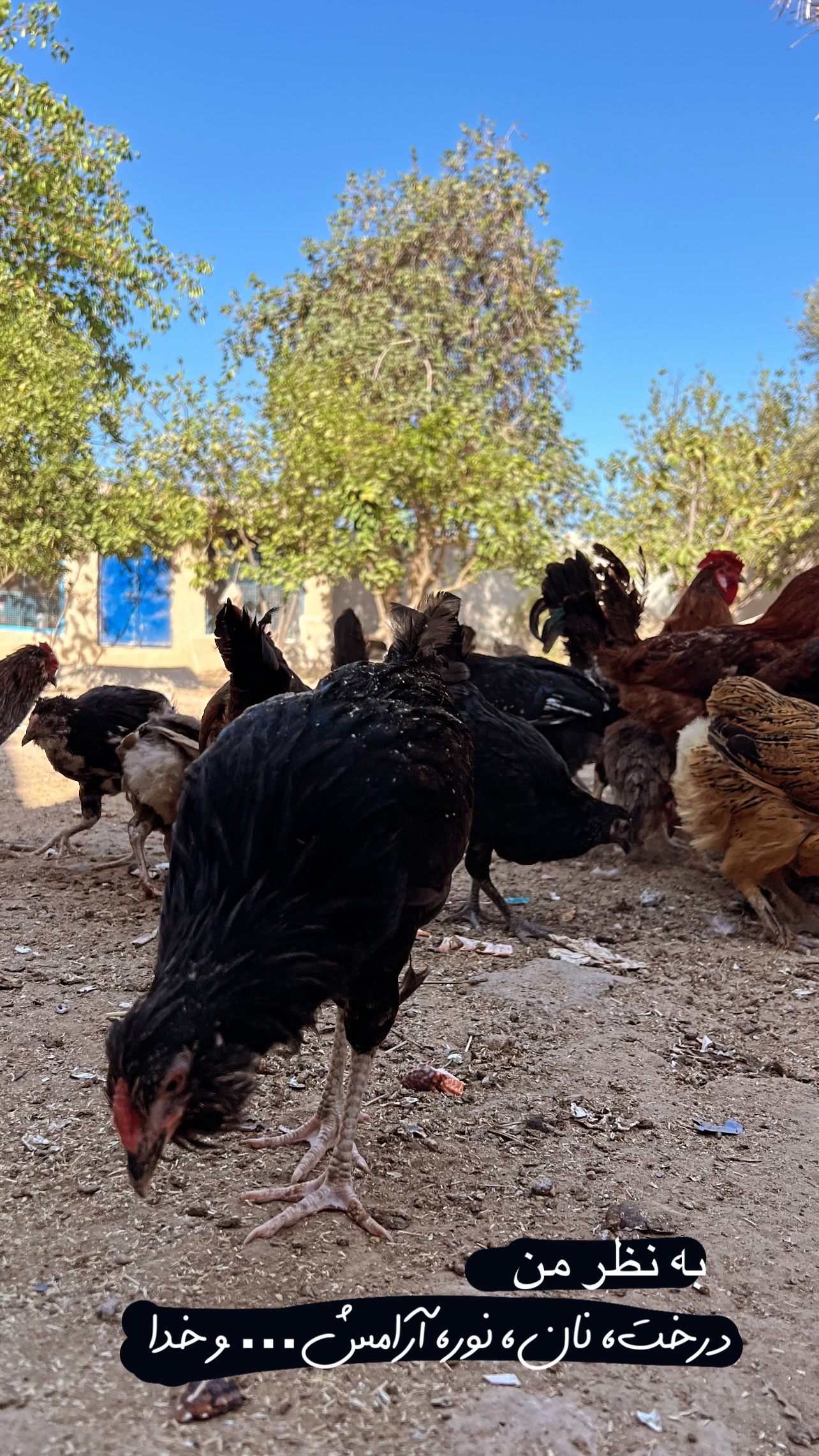  جدید ترین استوری اینستاگرام مرجان ماهینی