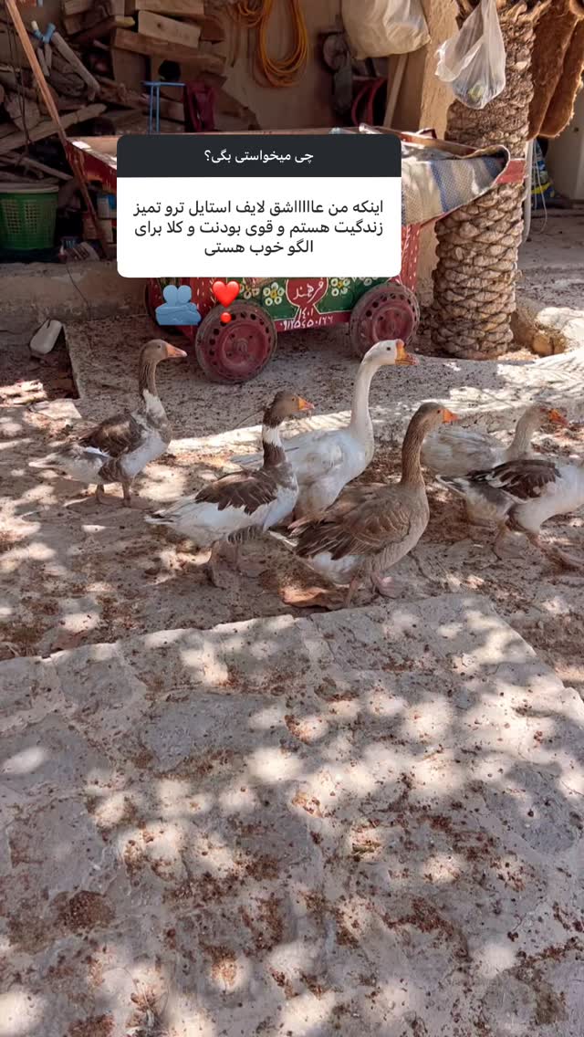  جدید ترین استوری اینستاگرام مرجان ماهینی