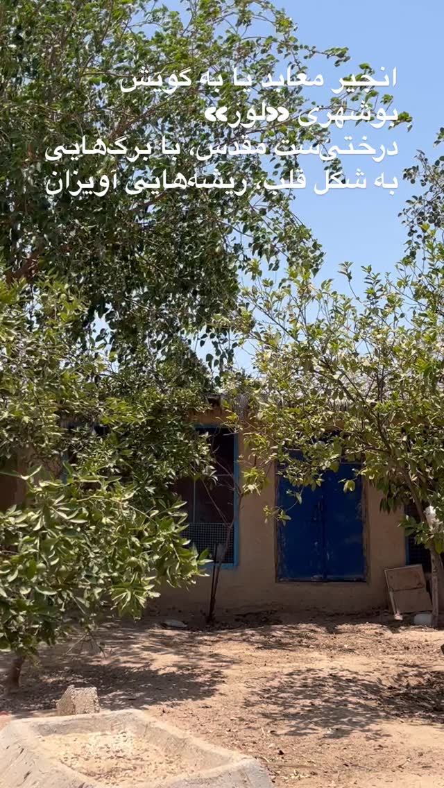  جدید ترین استوری اینستاگرام مرجان ماهینی
