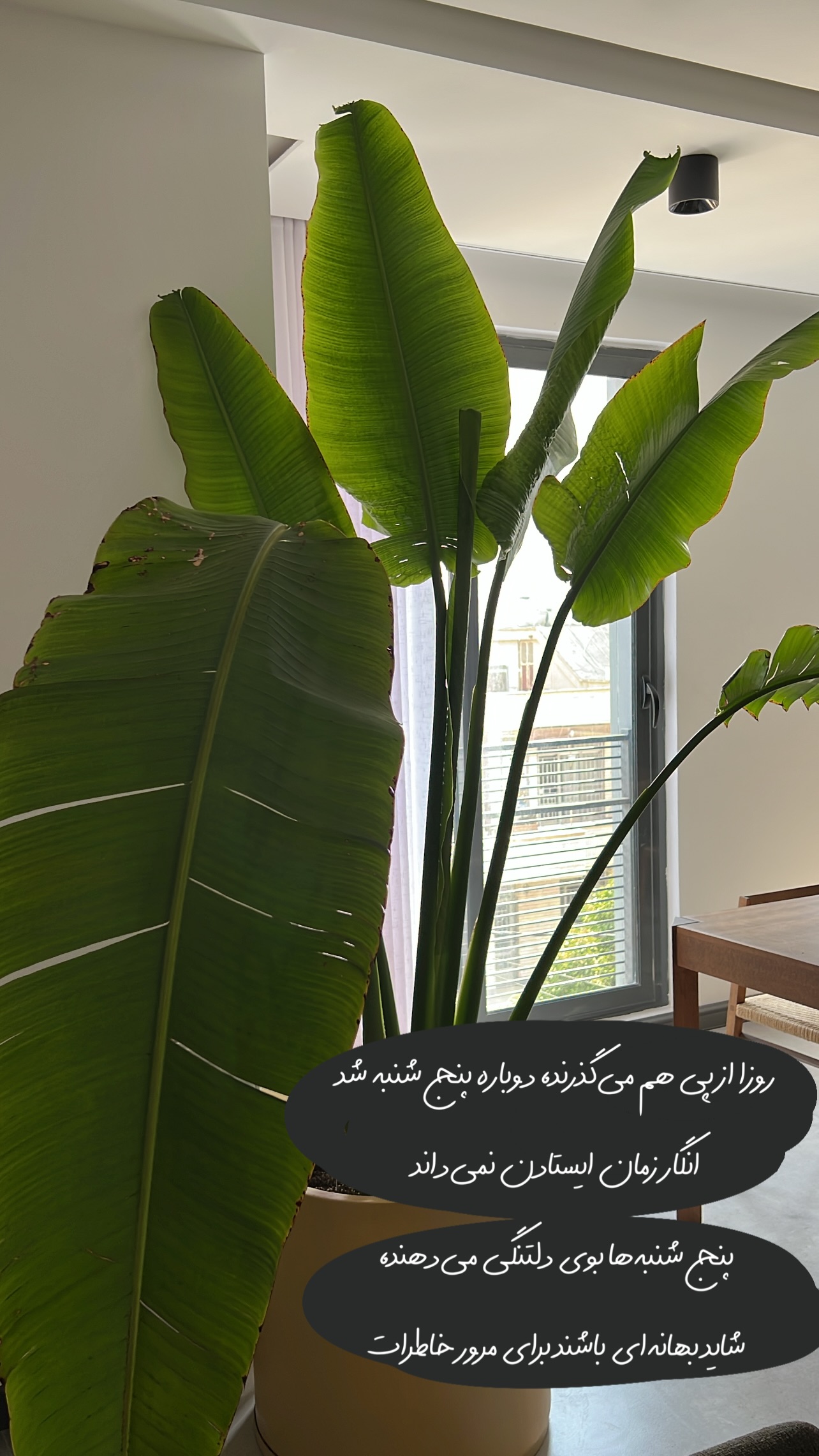  جدید ترین استوری اینستاگرام مرجان ماهینی