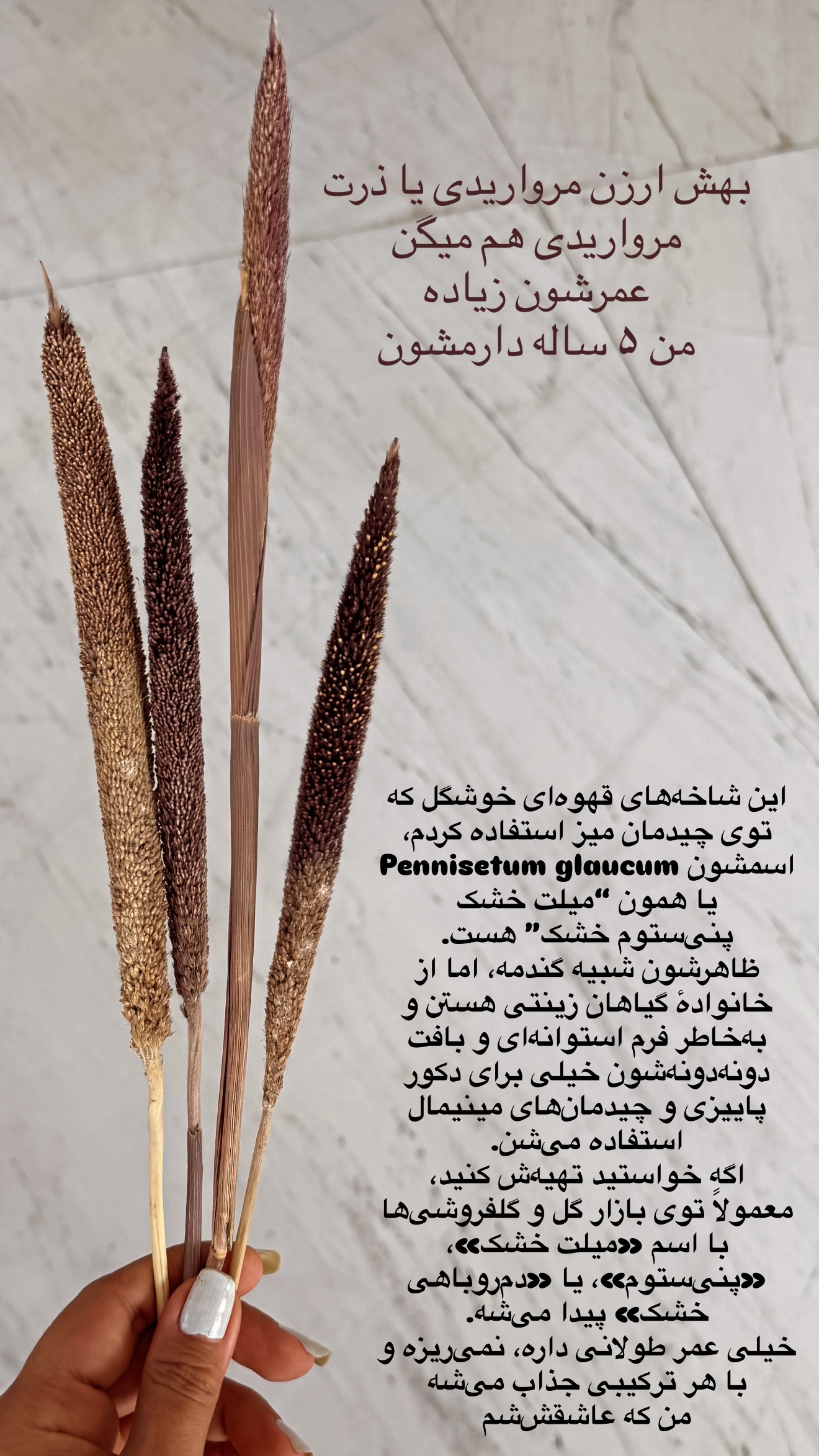  جدید ترین استوری اینستاگرام مرجان ماهینی
