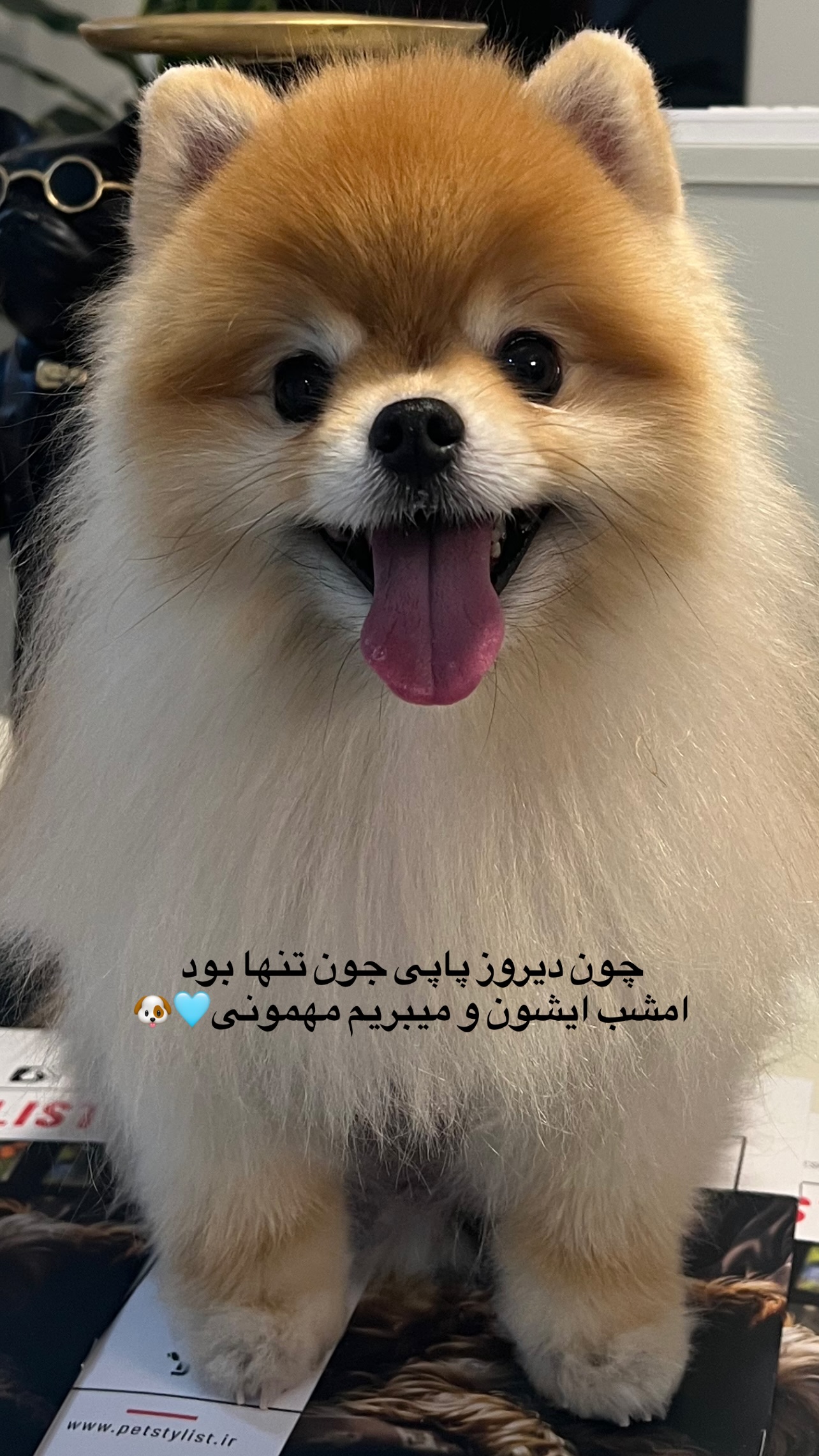  جدید ترین استوری اینستاگرام مریم سلطانی