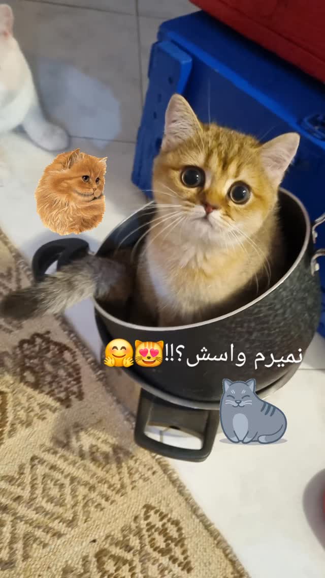  جدید ترین استوری اینستاگرام مریم ناظران
