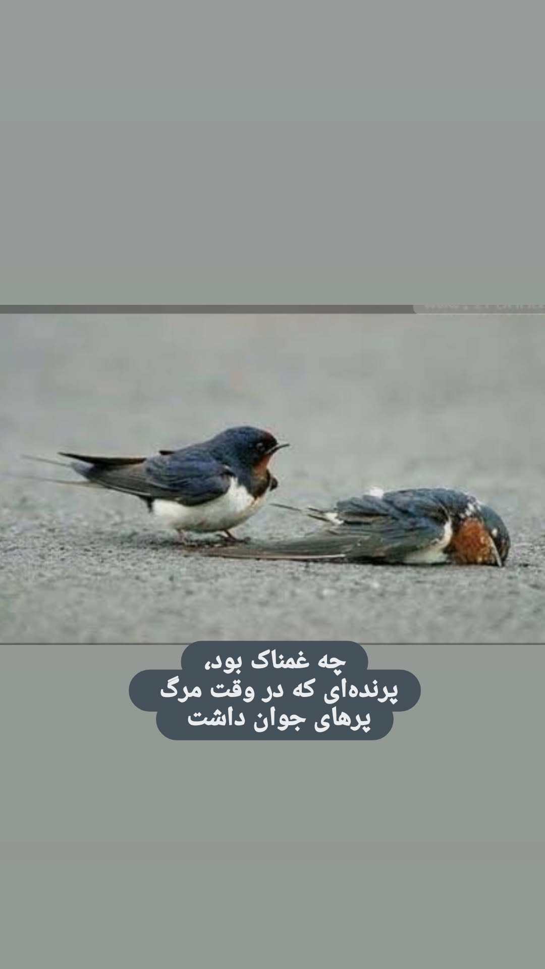  جدید ترین استوری اینستاگرام مریم وطن پور