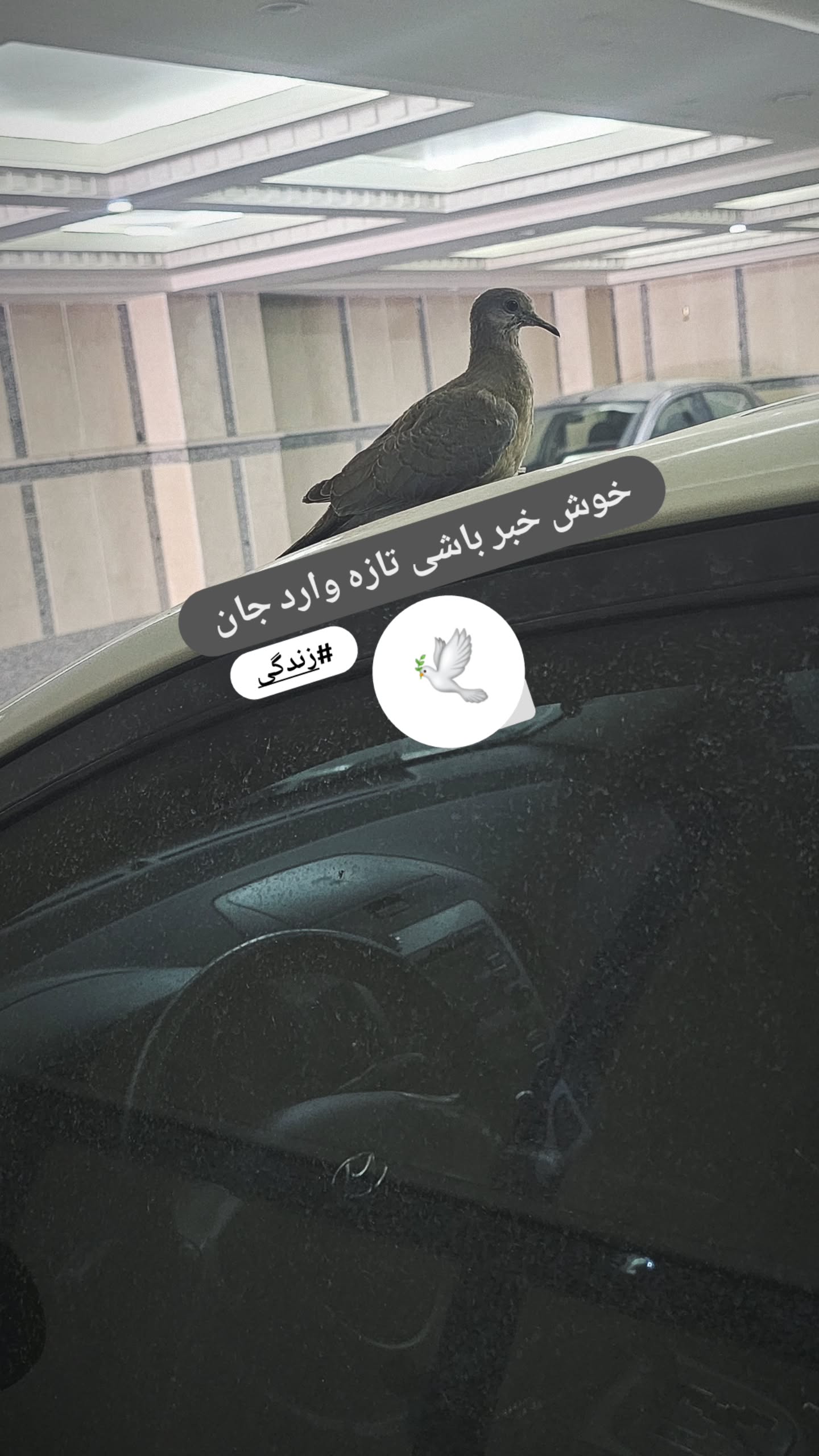  جدید ترین استوری اینستاگرام مریم وطن پور