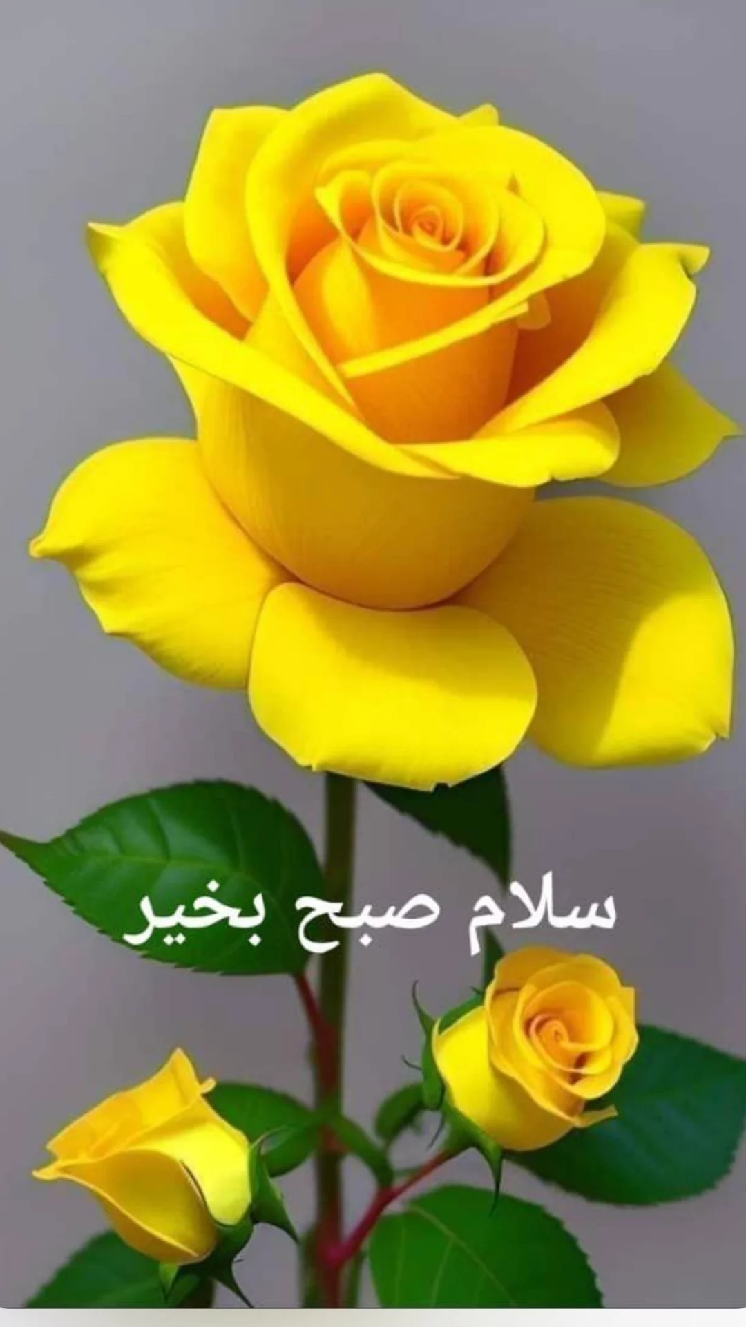 جدید ترین استوری اینستاگرام مریم امیرجلالی