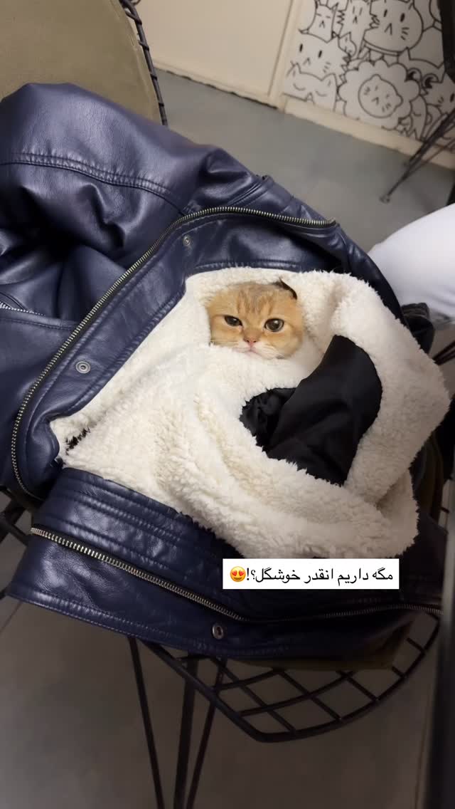  جدید ترین استوری اینستاگرام مریم معصومی
