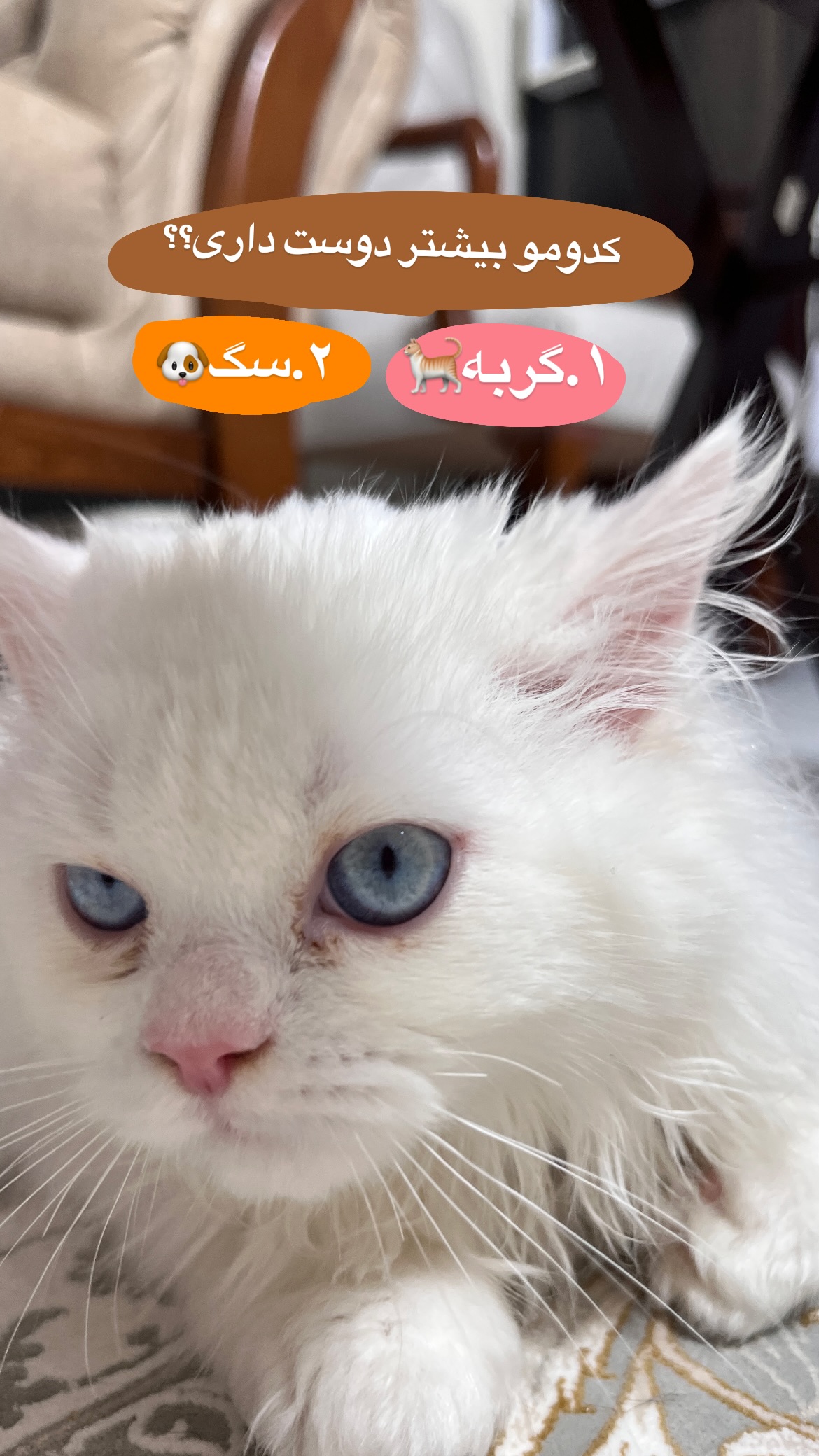  جدید ترین استوری اینستاگرام مریم احمدی پور
