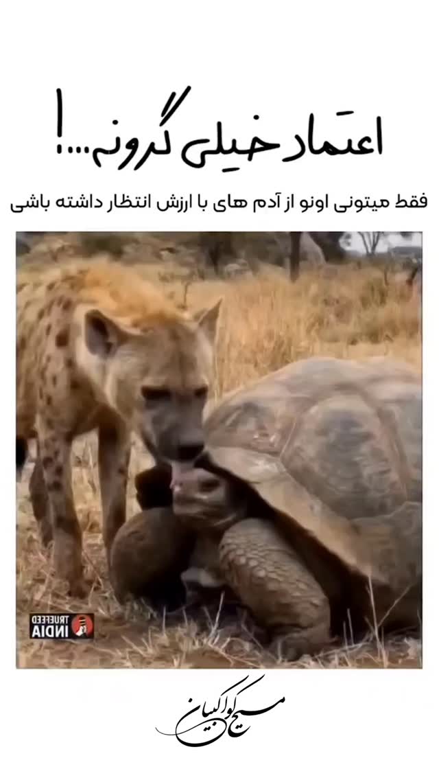  جدید ترین استوری اینستاگرام مسیح کواکبیان