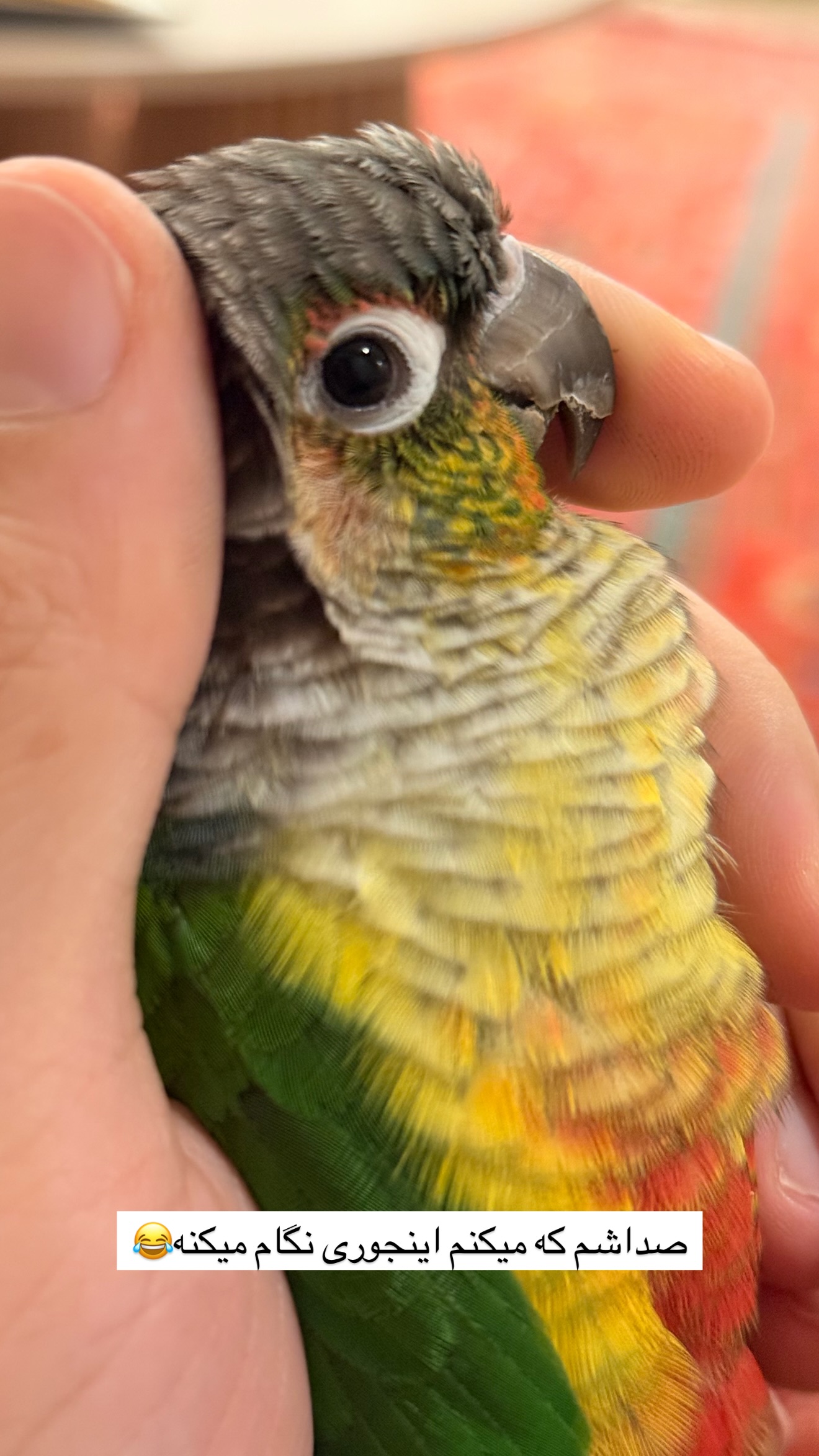  جدید ترین استوری اینستاگرام مائده
