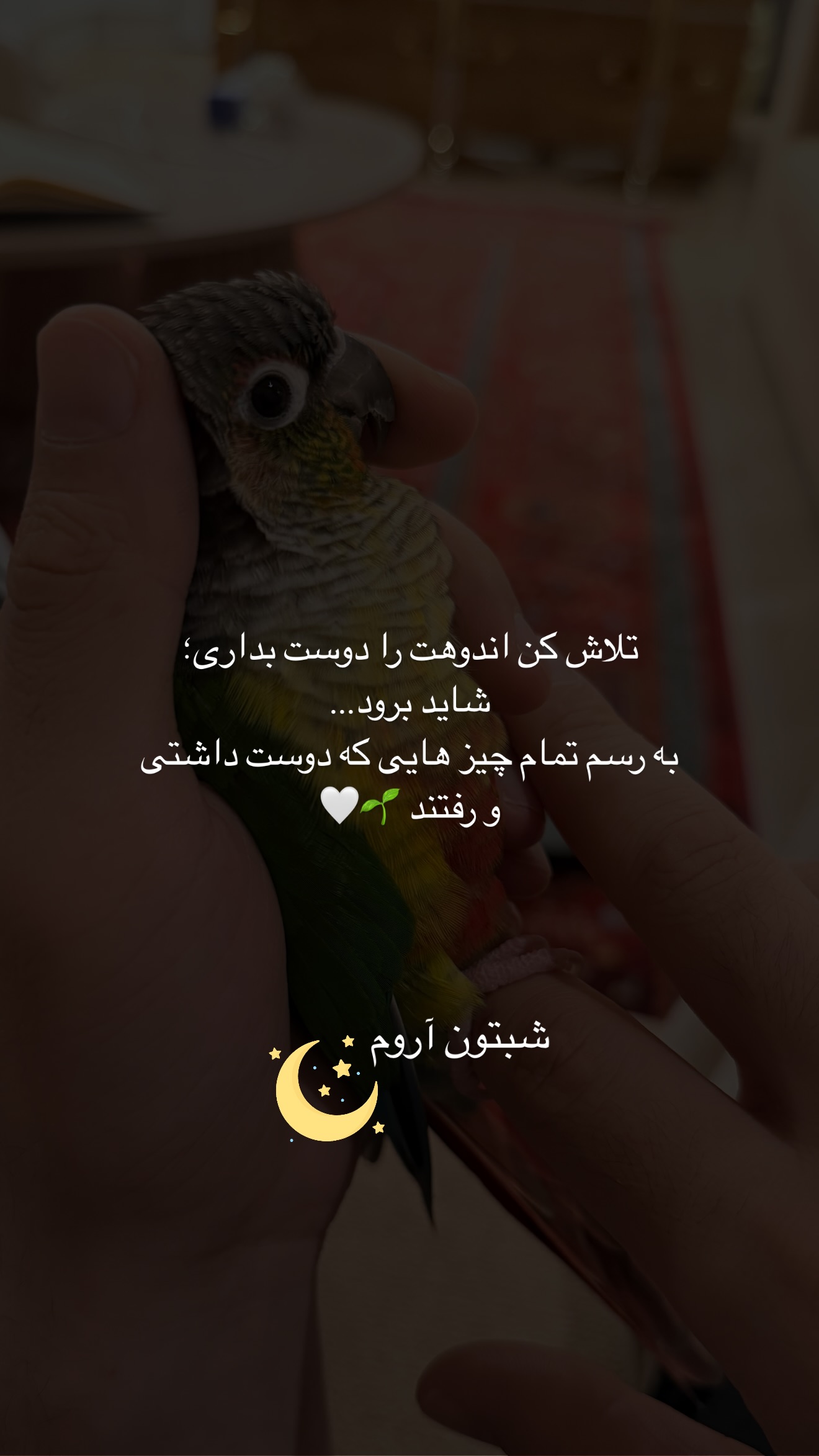  جدید ترین استوری اینستاگرام مائده