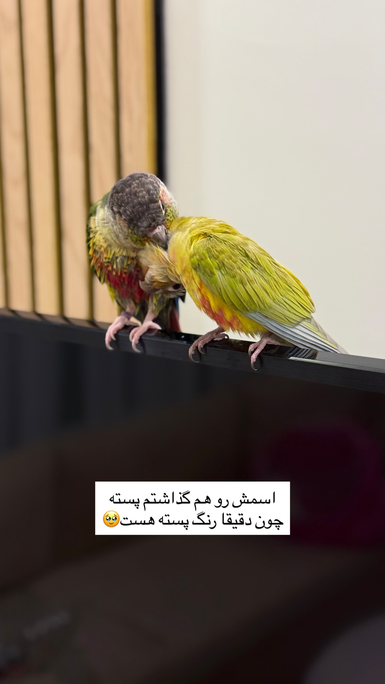  جدید ترین استوری اینستاگرام مائده