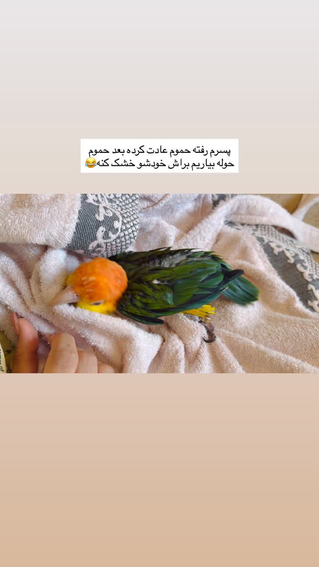  جدید ترین استوری اینستاگرام مائده