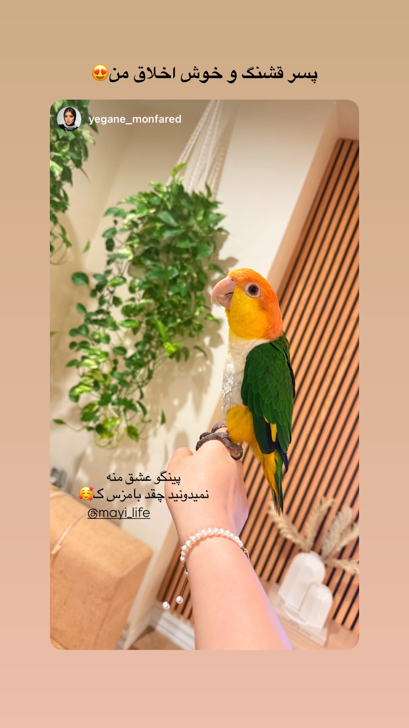  جدید ترین استوری اینستاگرام مائده