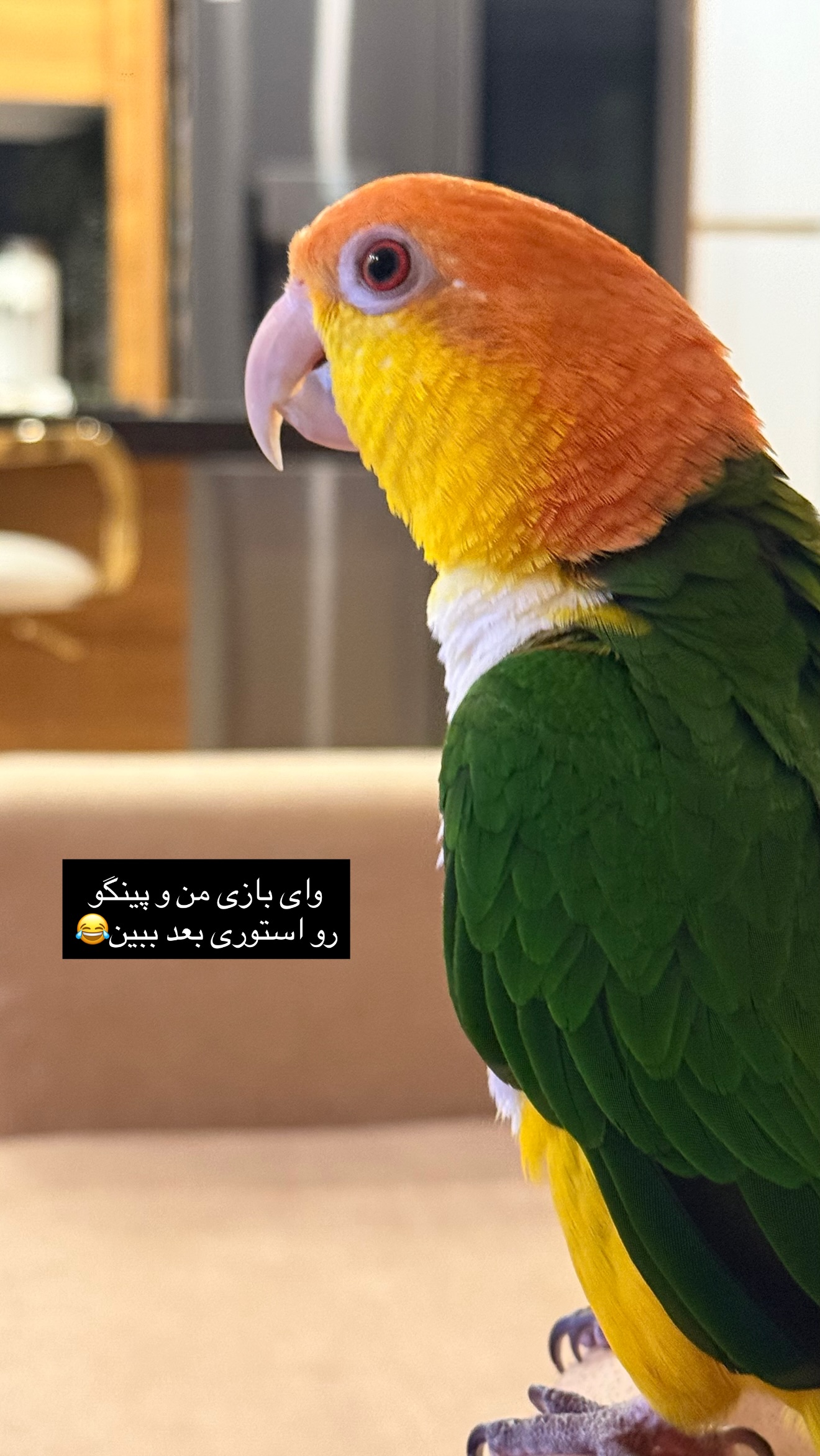 جدید ترین استوری اینستاگرام مائده