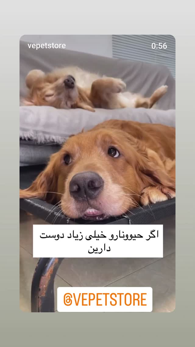  جدید ترین استوری اینستاگرام مازیار لرستانی