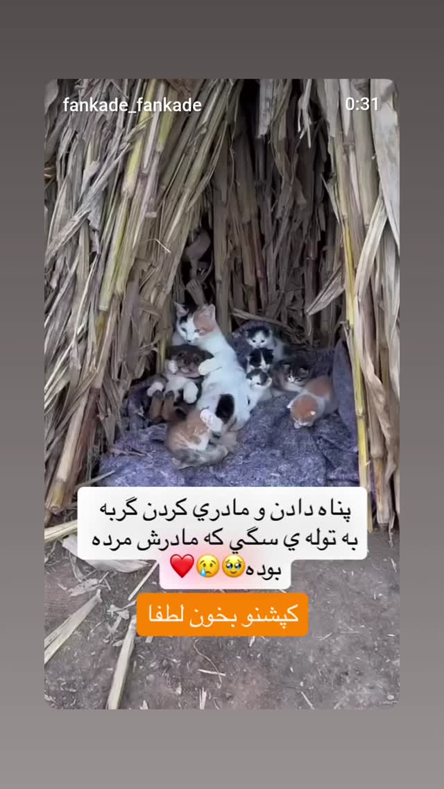  جدید ترین استوری اینستاگرام مازیار لرستانی