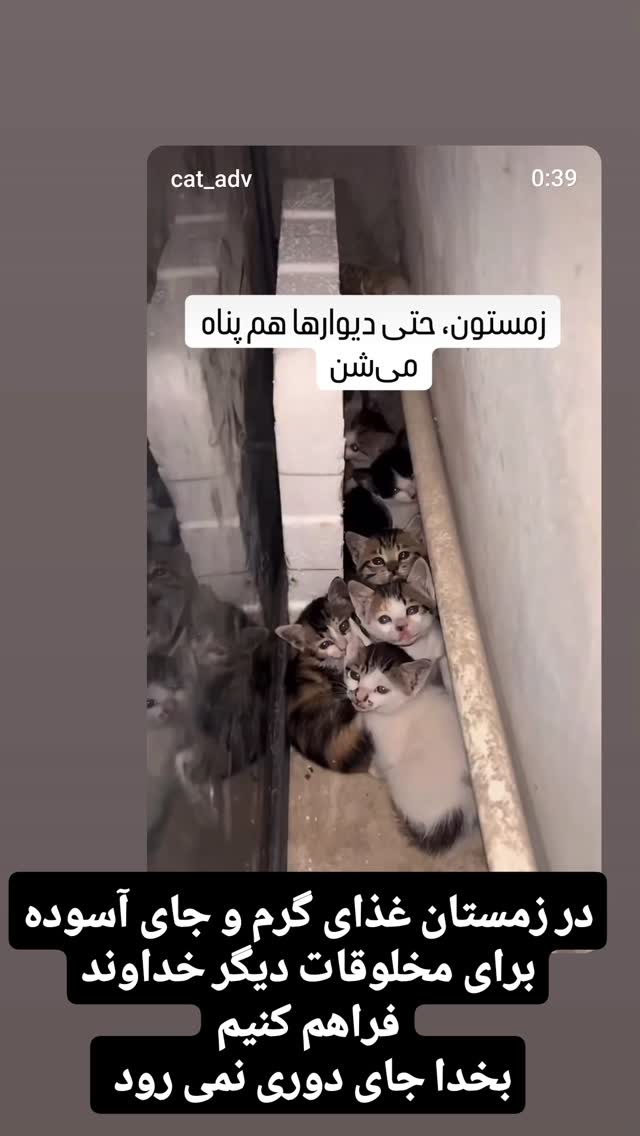  جدید ترین استوری اینستاگرام مازیار لرستانی
