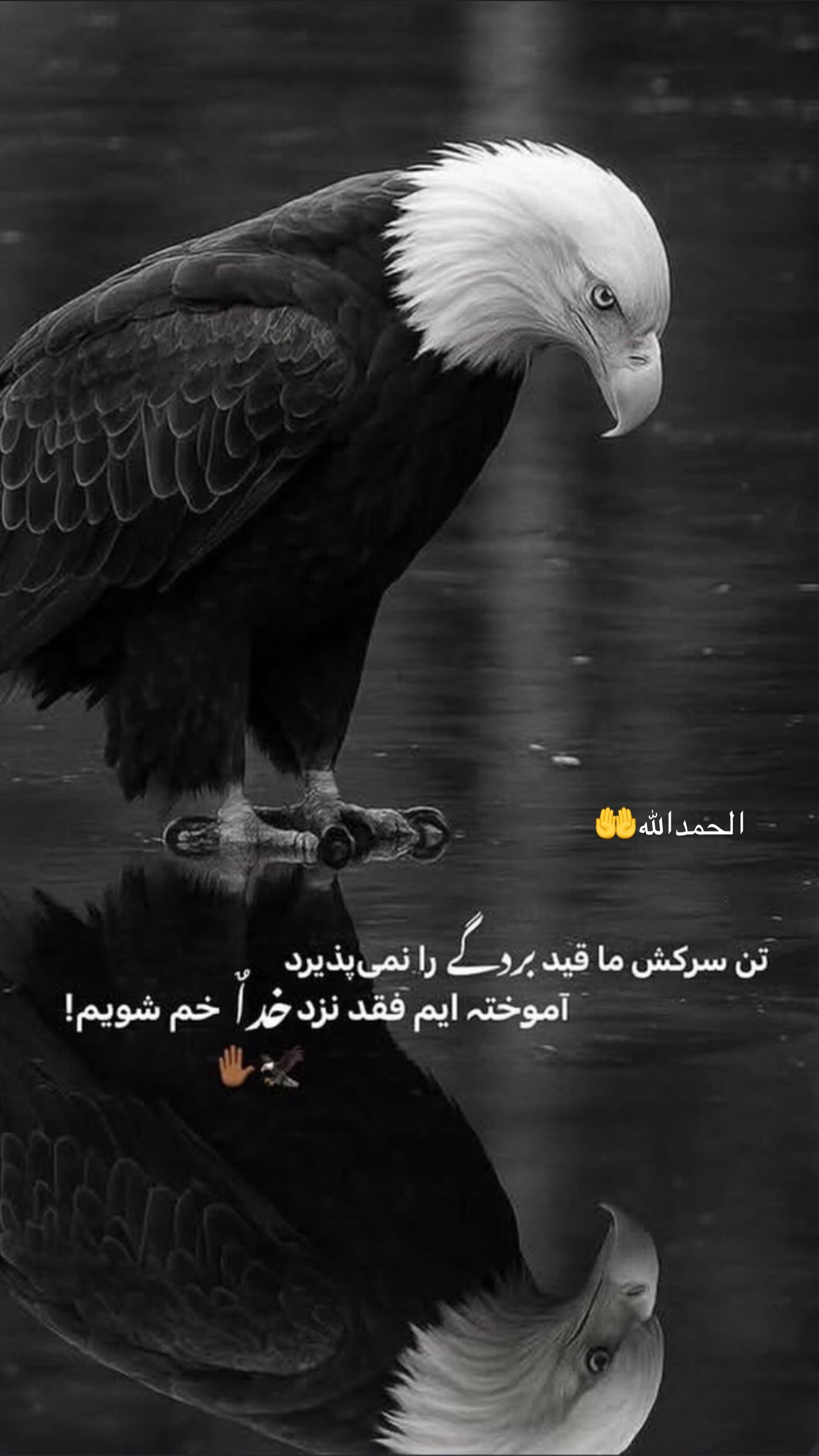  جدید ترین استوری اینستاگرام مهدی هاشم نژاد