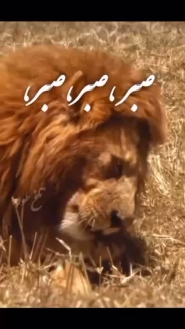  جدید ترین استوری اینستاگرام مهدی صبایی