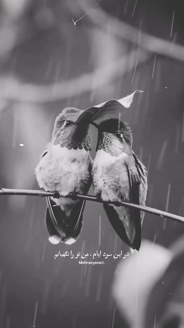  جدید ترین استوری اینستاگرام مهران یاوری