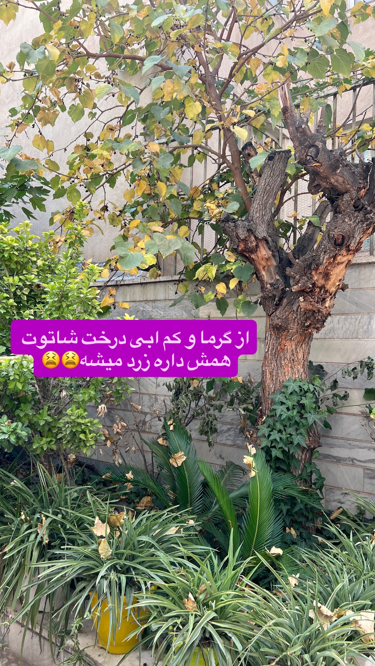  جدید ترین استوری اینستاگرام مهرسا سامی