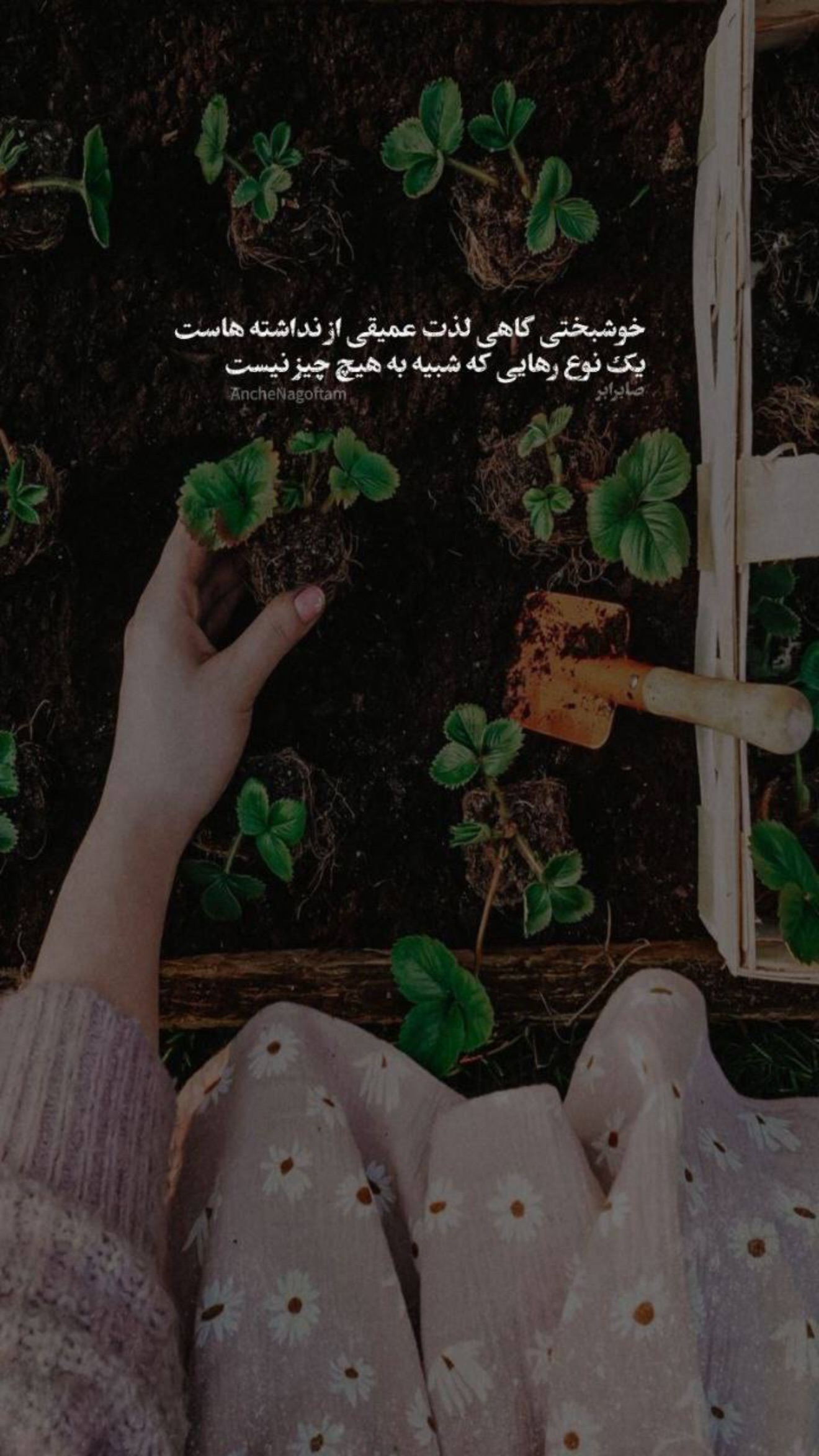  جدید ترین استوری اینستاگرام مهرشاد گل مکانیان