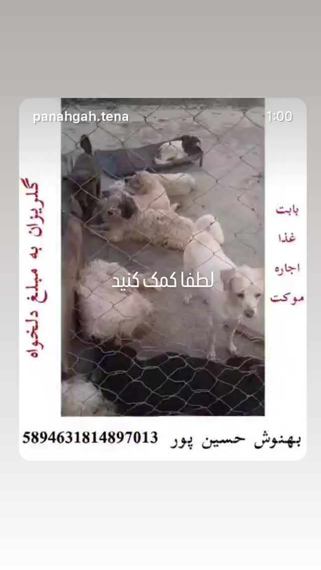  جدید ترین استوری اینستاگرام  ملیکا کلهری