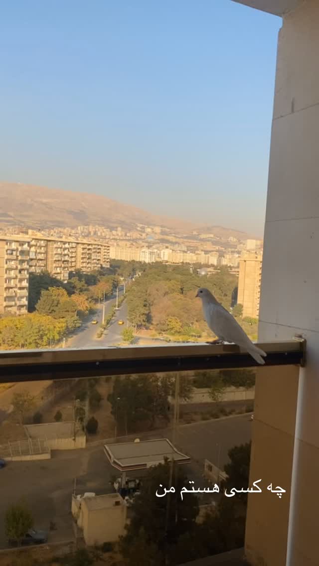  جدید ترین استوری اینستاگرام میثم رازفر