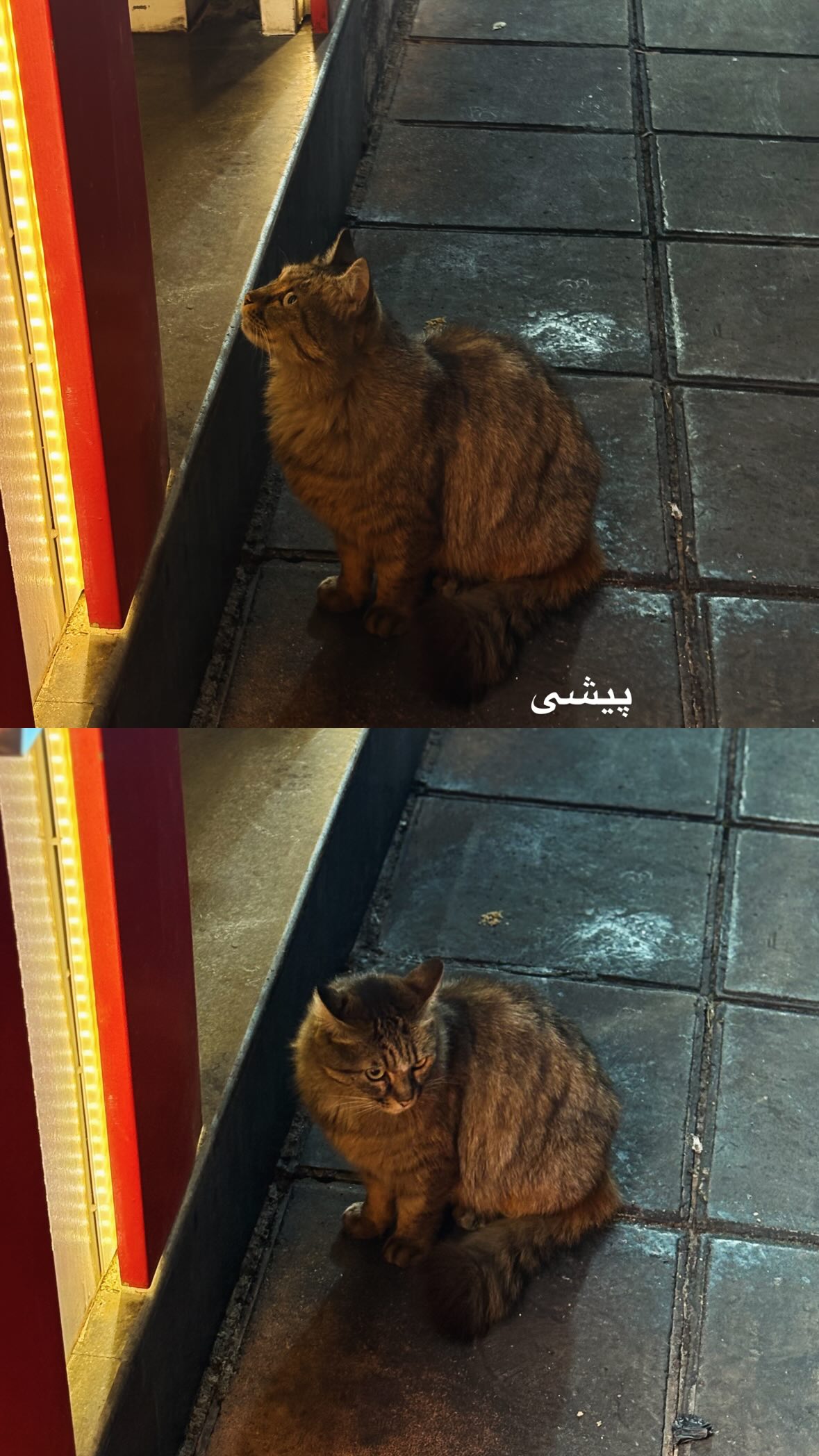  جدید ترین استوری اینستاگرام مهدی شیرعلی