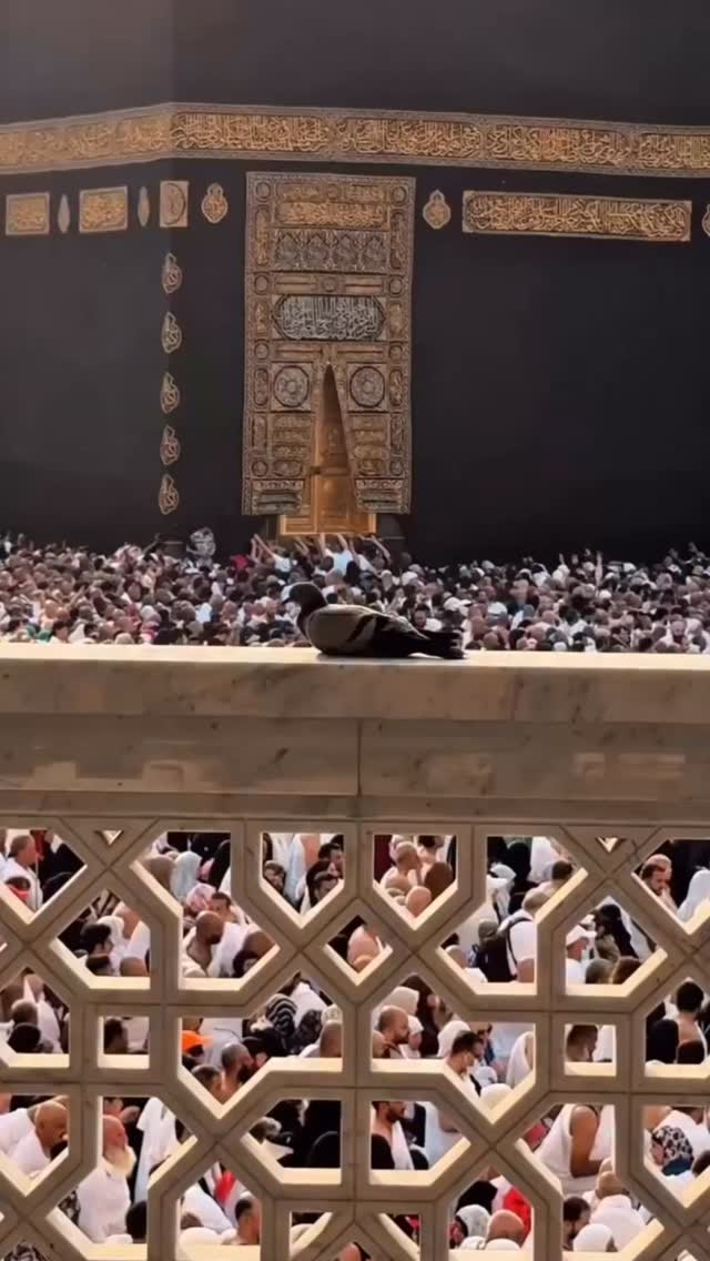  جدید ترین استوری اینستاگرام محمدحسین پویانفر
