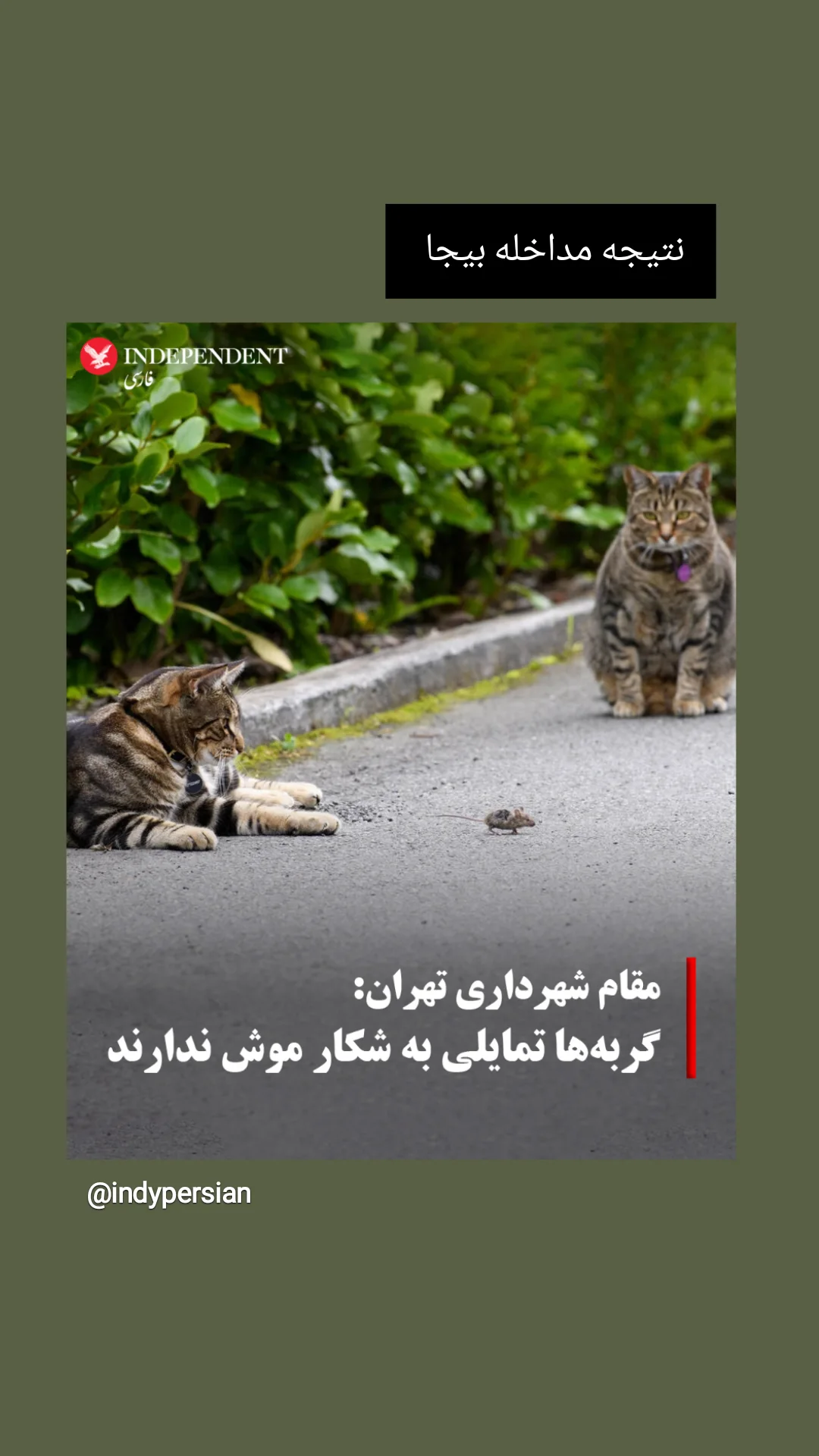  جدید ترین استوری اینستاگرام میلاد دخانچی