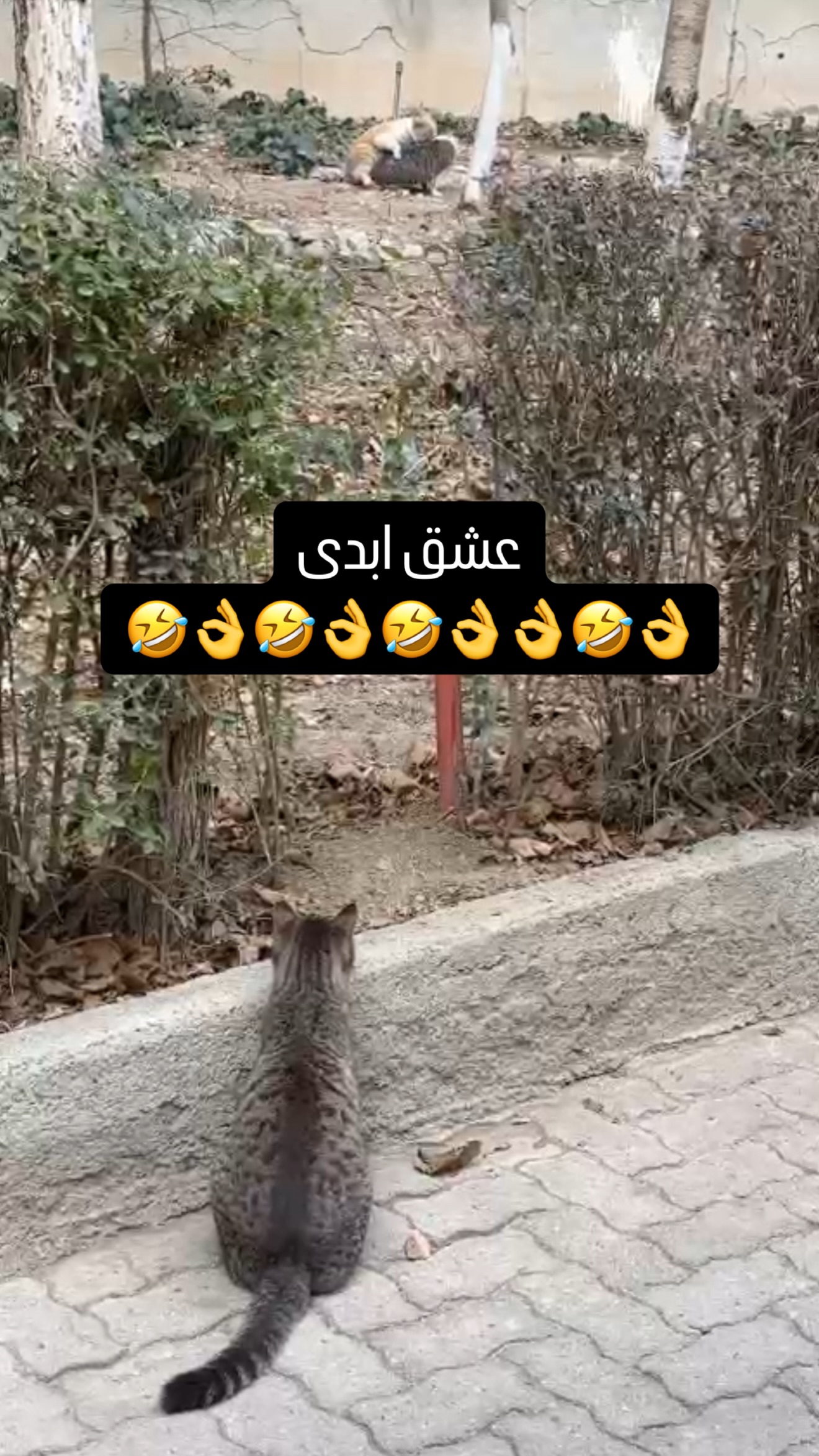  جدید ترین استوری اینستاگرام میلاد قاسمی خواه