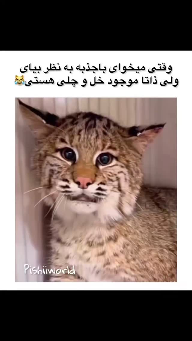  جدید ترین استوری اینستاگرام مینا مومنی