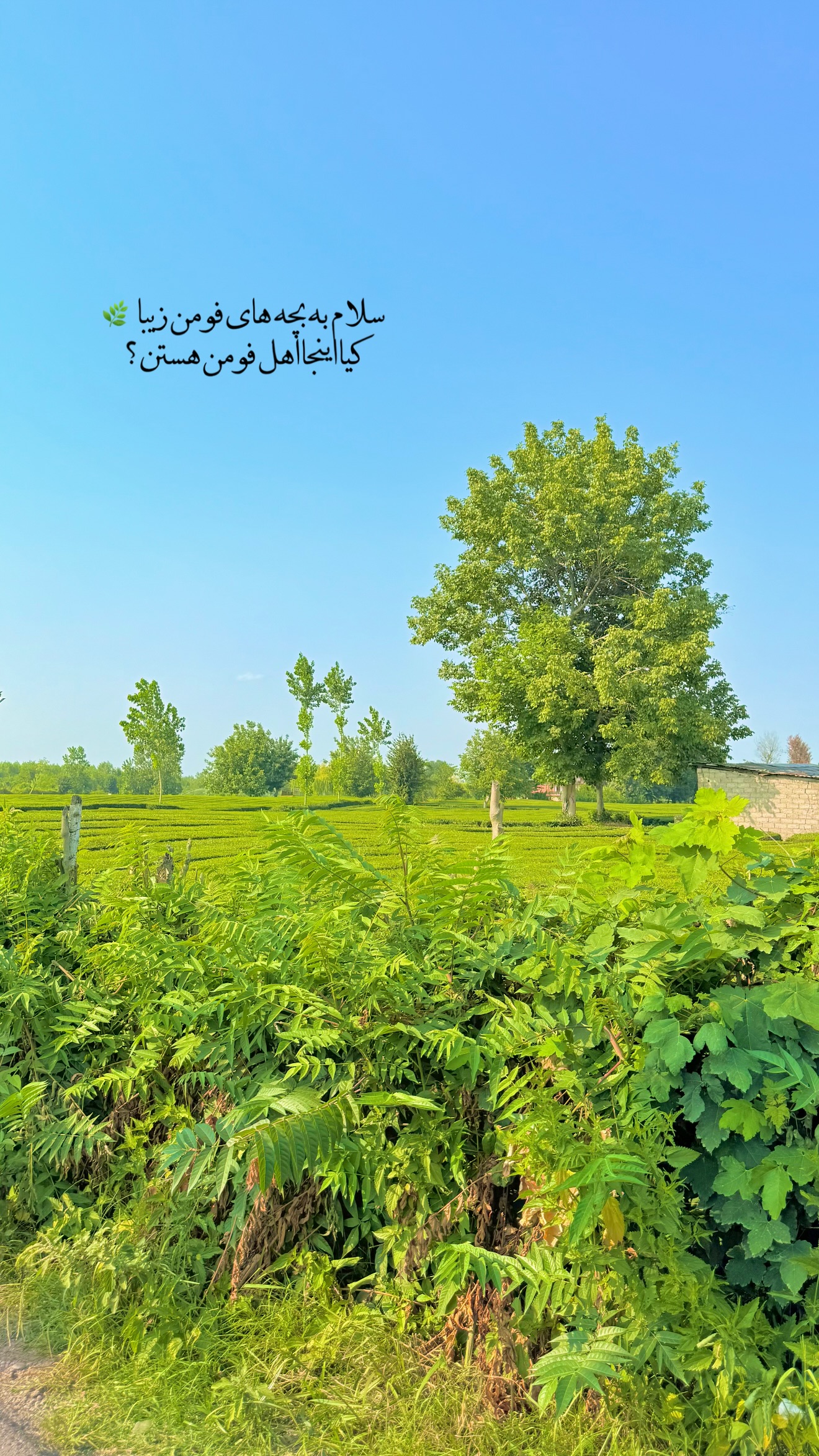  جدید ترین استوری اینستاگرام محدثه خدایار