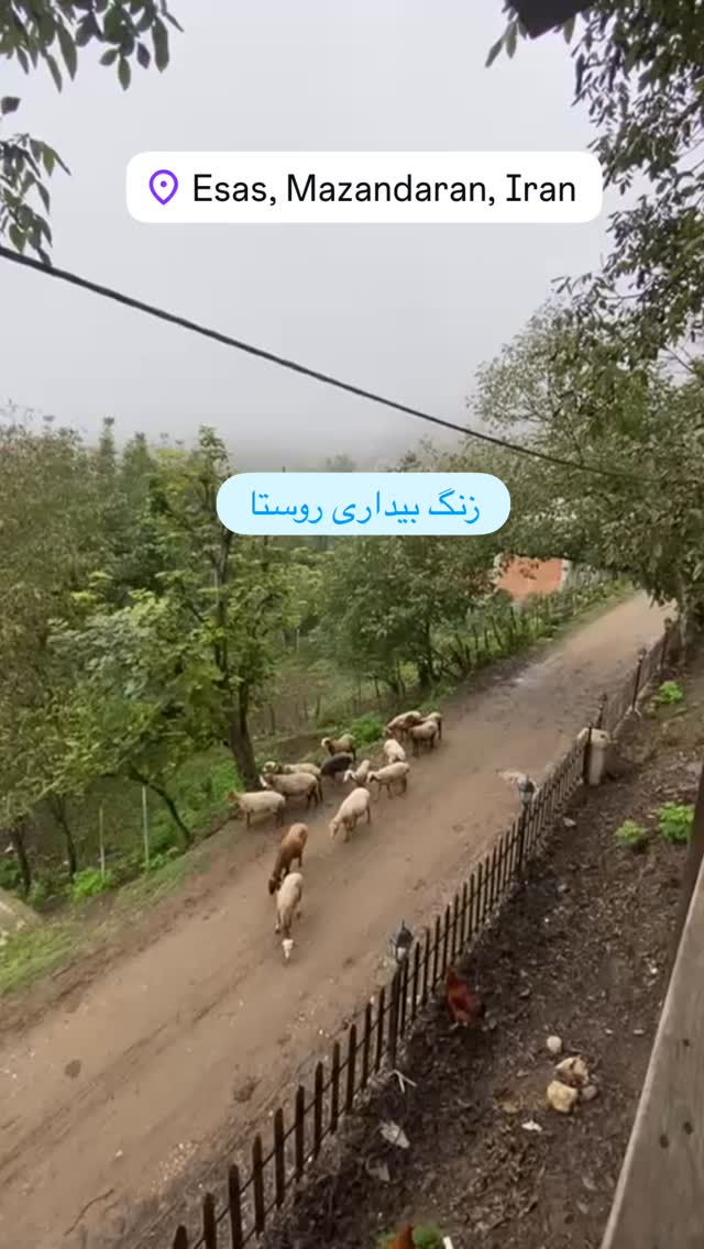  جدید ترین استوری اینستاگرام محمد نوازی
